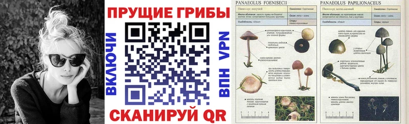 Купить  Кузнецк  Псилоцибиновые грибы Psilocybine cubensis 